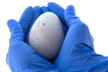 Elinde hindi yumurtası tutan lateks mavi eldiven.