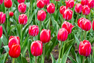 Yapraklı güzel bahar laleleri. Tebrik kartı için arkaplan.