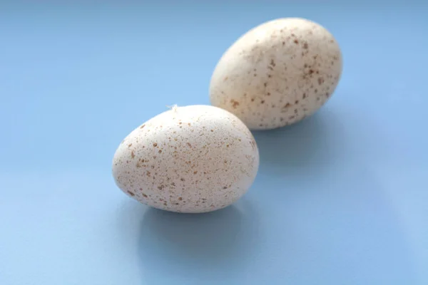 Hafif Arka Planda Büyük Bir Hindi Yumurtası — Stok fotoğraf