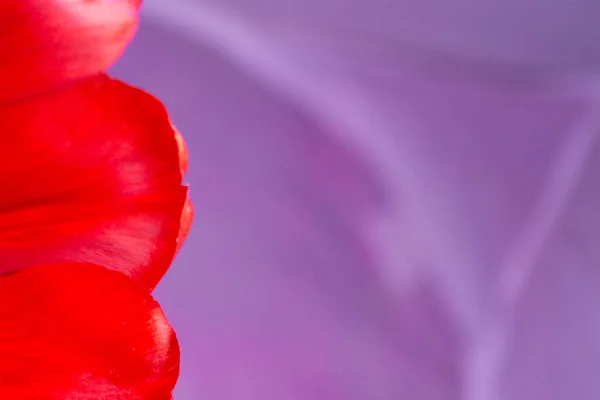 Duże Czerwone Płatki Tulipanów Miejscem Tekst — Zdjęcie stockowe