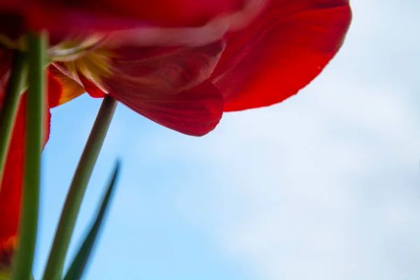 Pędy Czerwonych Tulipanów Tle Błękitnego Nieba — Zdjęcie stockowe