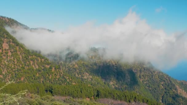 Parque Natural Corona Forestal, Tenerife, Islas Canarias - Masivo bosque situado a gran altitud sobre las nubes, jalá. Volcán del Teide — Vídeo de stock