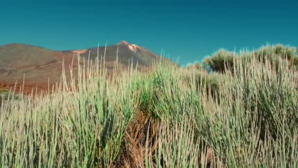 珍しい砂漠の緑の植物が風に揺れる。大きな山とテイデ火山のピークの背景に。水のない生存の概念 — ストック動画