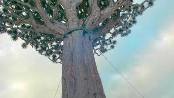 Terkenal pohon naga berusia 1000 tahun di Icod de los Vinos, Tenerife. Burung kenari — Stok Video