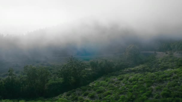 Misty δάσος οξιάς στην πλαγιά του βουνού σε ένα φυσικό καταφύγιο — Αρχείο Βίντεο