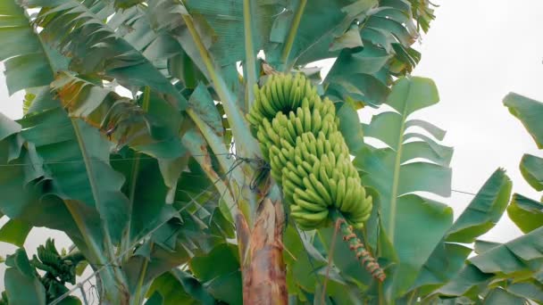 Plantacja bananów. drzewa bananowe z ogromnymi zielonymi liśćmi. Banda zielonych bananów. Pojęcie żywności ekologicznej — Wideo stockowe