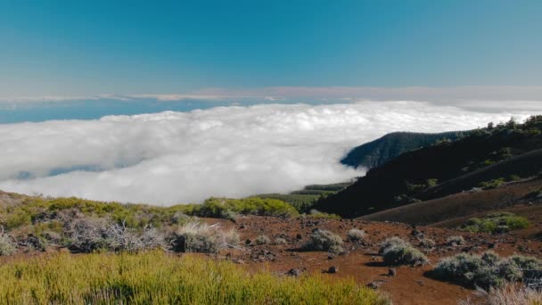 Горный лес над облаками - Тенерифе. Испания, Канарские острова - Pico del Teide . — стоковое видео