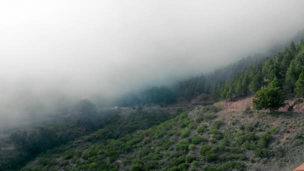 Misty τοπίο με έλατο δάσος — Αρχείο Βίντεο