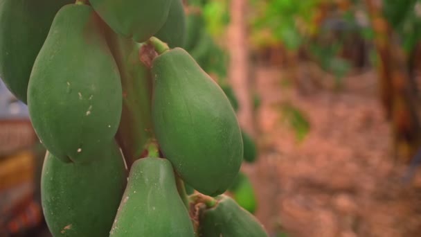 Cultiver des fruits tropicaux en serre. Des grappes de papaye verte pendent sur une branche. Concept d'agriculture biologique — Video