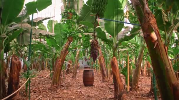 Банановая плантация. банановые деревья с огромными зелеными листьями. Кучка зеленых бананов. Понятие органических продуктов питания — стоковое видео