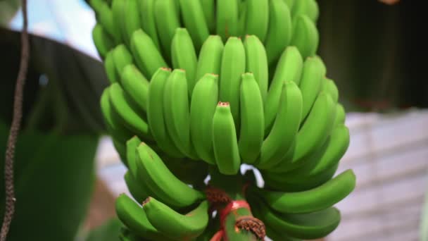 Bananplantage. bananträd med stora gröna blad. Ett gäng gröna bananer. Begreppet ekologiska livsmedel — Stockvideo