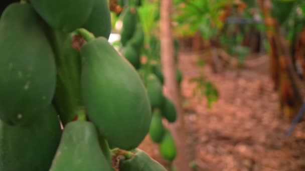 Bouquet vert de papaye sur une plantation tropicale. Le concept de culture de fruits tropicaux, agriculture biologique — Video