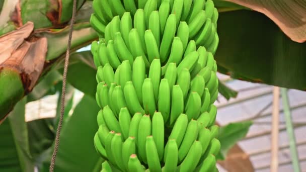 Banánültetvény. banánfák hatalmas zöld levelekkel. Egy rakás zöld banán. Az ökológiai élelmiszer fogalma — Stock videók