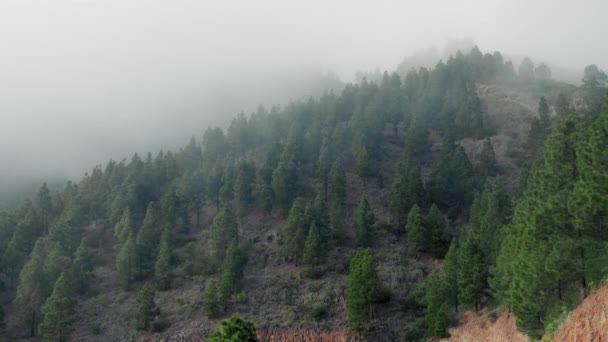Ormanlı dağ yamacında alçak yerde bulut var. Her zaman yeşil olan kozalaklı ağaçlar manzaralı bir yerde gizleniyor. — Stok video