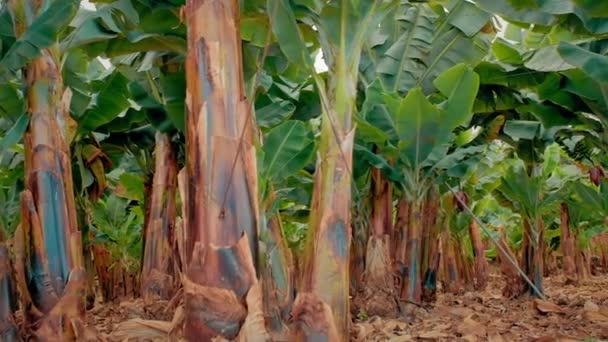 Bananenplantage. bananenbomen met enorme groene bladeren. Een groepje groene groeiende bananen. Het concept van biologisch voedsel — Stockvideo