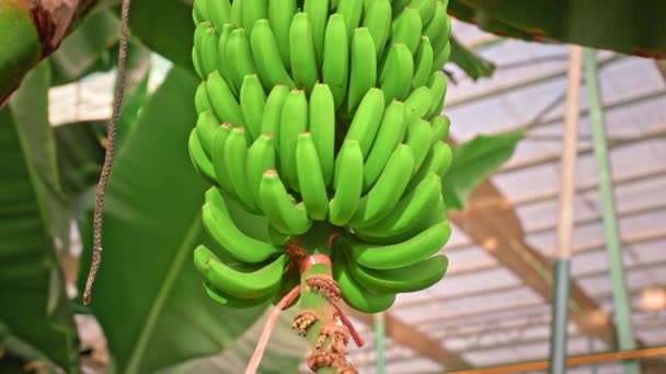 Plantación de plátano. plátanos con enormes hojas verdes. Un montón de plátanos verdes en crecimiento. El concepto de alimento ecológico — Vídeo de stock