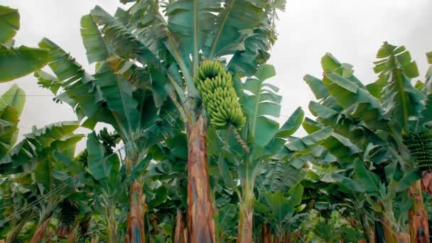 Piantagione di banane. banane con enormi foglie verdi. Un mucchio di banane verdi. Il concetto di cibo biologico — Video Stock