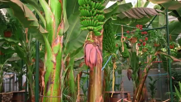 Uma enorme plantação de bananeiras tropicais nas Ilhas Canárias. Muitas árvores com grandes folhas verdes. Conceito de paisagismo, ar fresco, controlo de hidrocarbonetos — Vídeo de Stock