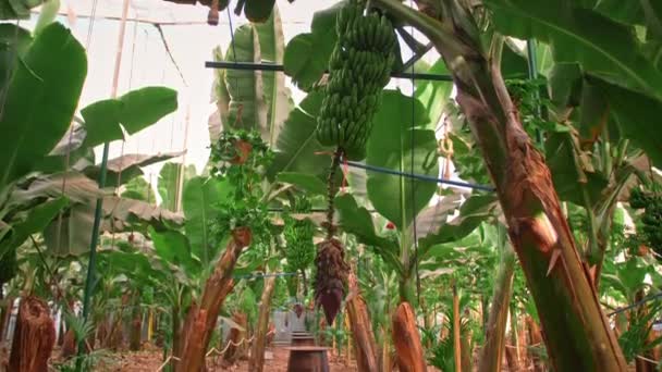 Bananeraie. bananiers avec d'énormes feuilles vertes. Un tas de bananes vertes. Le concept d'alimentation biologique — Video