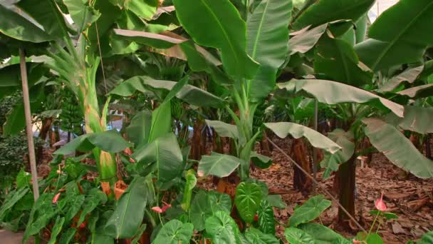 Enormes arbustos con grandes hojas verdes. Cultivar plátanos en un invernadero . — Vídeo de stock