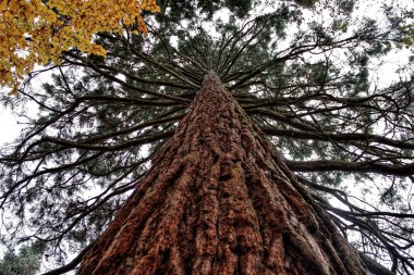 Sequoia de Mamut ağacı olarak dünya bulunan Oberursel (Frankfurt) yakınındaki bir en büyük ağaçlarda Hessen Almanya'da bir görünüm alttan çağırın