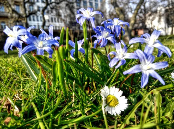 La Bellezza nella Città il Vivo dei Fiori — Foto Stock