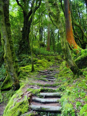 Yoga Portekiz Azores yeşil ormanında Yourself yolda Merdiven tırmanma
