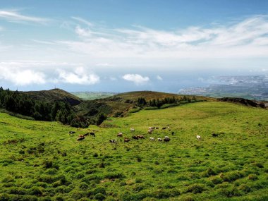 Okyanus görünümü ile Azores Adaları Sao Miguel de yeşil çayır üzerinde Cow ile mera