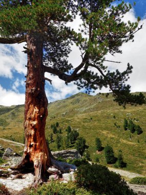 Büyük ağaç Zen yerde Japonca Garden yakınındaki Siviez Nendaz Güney İsviçre