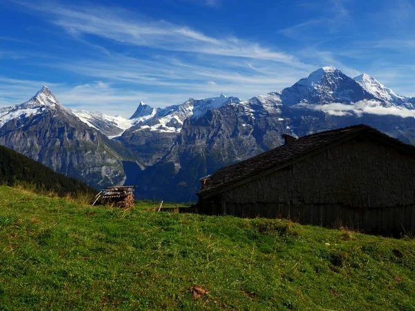 Old Farm with Cow Pasture near Faulhorn Peak in Switzerland with Fresh Green Grass in Foreground and Snow Caps in the Background — Stock Photo, Image