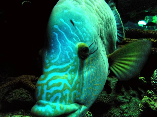 Lovely Colorful Fish behind in Glass Prison No Way to Escape