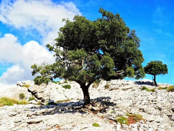 Siësta in de schaduw Tree op de bovenkant van Mallorca met het gezichtspunt over het hele eiland zonder enige toeristen niemand — Stockfoto
