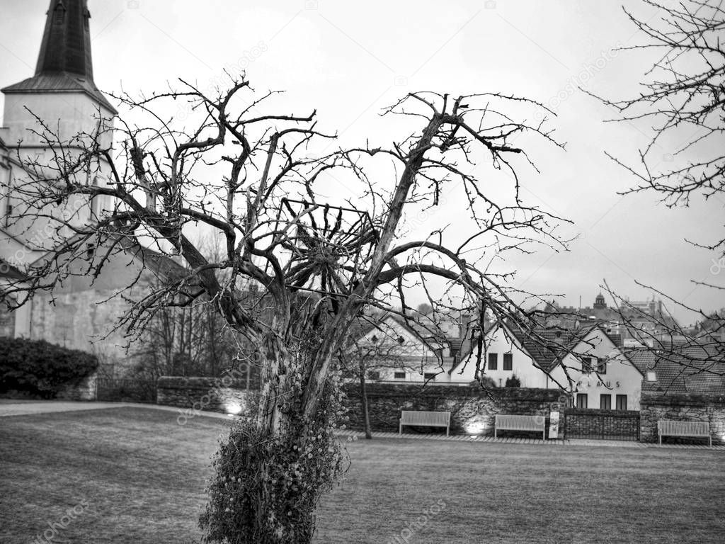 Tree in the Park in Litomysl, Czech Republic in Black and White