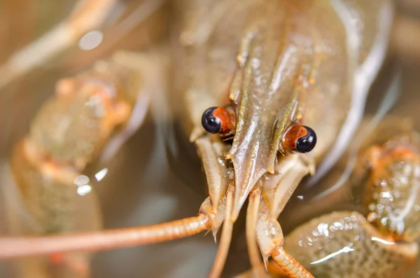 Sad eyes live crayfish close-up.