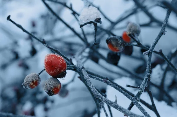 Baga vermelha de uma rosa brava em um arbusto e coberto da geada em um contexto frio — Fotografia de Stock