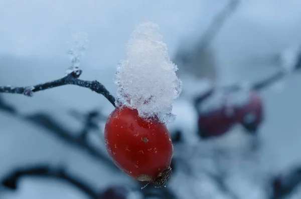 La baya roja del perro se levantó cubierta de cristales de nieve blanca sobre un fondo desenfocado y frío — Foto de Stock