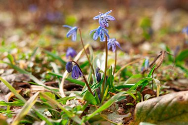 Yeşil çimenlerin arka planında güzel mavi çan çiçekleri. Baharın başında çiçek açan scilla. İlk bahar çiçekleri.