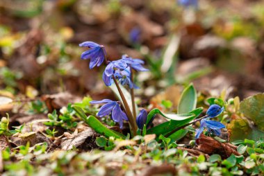 Yeşil çimenlerin arka planında güzel mavi çan çiçekleri. Baharın başında çiçek açan scilla. İlk bahar çiçekleri.