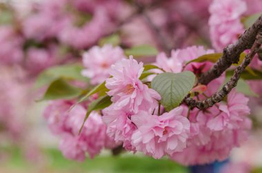 Çiçek açan sakura çiçekleri. Doğu Avrupa 'daki Dnipro Ukrayna şehir parkında kiraz çiçeği.