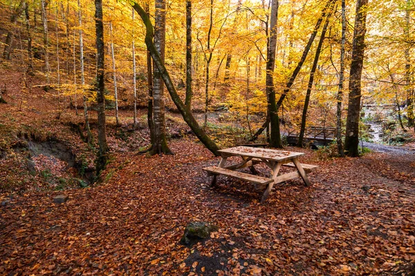 Fallen Leaves in Autumn Season — Stock Photo, Image