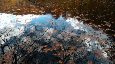 Ağaç göl kenarında yansıması ile