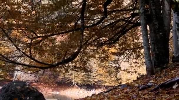 Feuilles tombant vers le bas en saison d'automne — Video