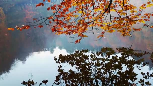 Drzewo z refleksji nad jeziorem — Wideo stockowe