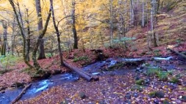 Şelale ve Yedigoller Nehri akan