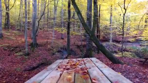 Hojas caídas en temporada de otoño — Vídeo de stock