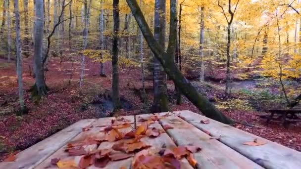 Hojas caídas en temporada de otoño — Vídeos de Stock