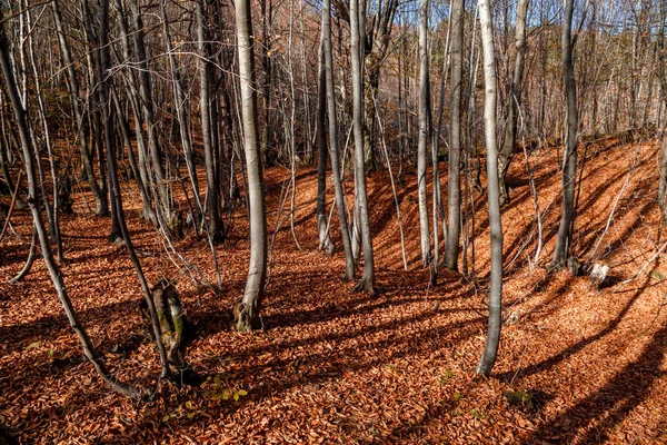 Wide View of Autumn Trees — Stock Photo, Image