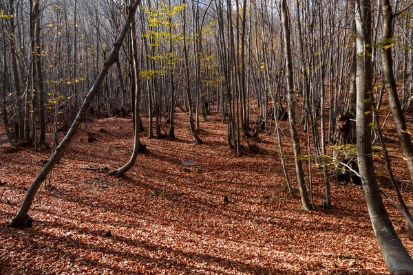 Ampla vista das árvores de outono — Fotografia de Stock