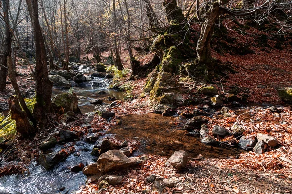 Wasser fließt im Wald — Stockfoto