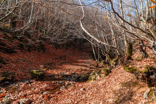 Ampia vista sugli alberi autunnali — Foto Stock